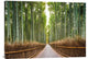 "Bamboo Forest, Kyoto, Japan" Stretched Canvas Giclee by Pangea Images, 36x26"