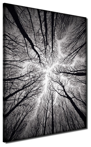 Indoor/Outdoor Wall Decor 'Ceiling' in ArtPlexi, 30"x20"