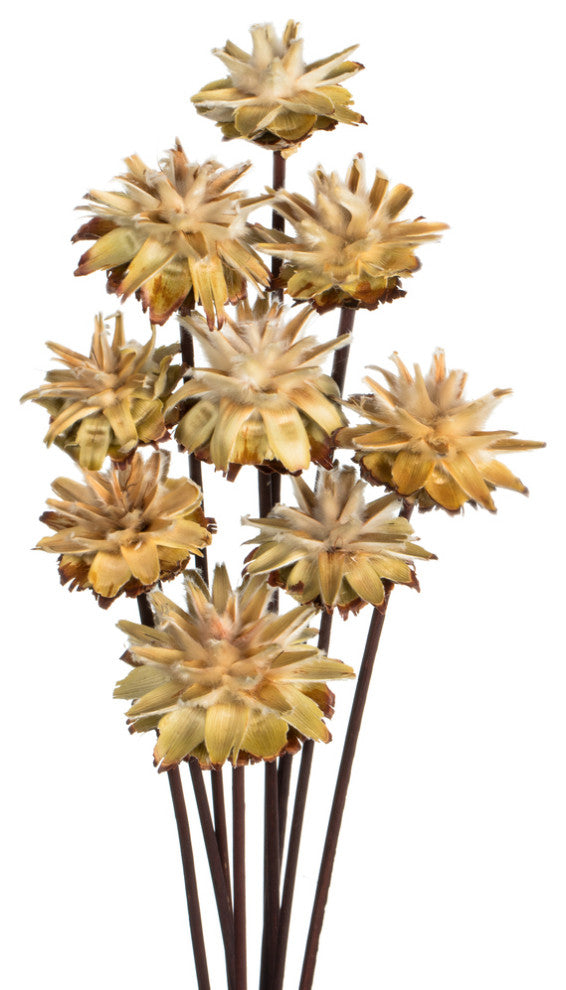 Vickerman 20" Plumosum Head attached to a Brown Stem, Dried 9 Stems