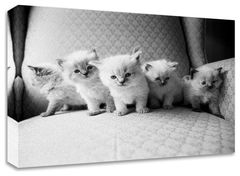 "Five Kittens" by Kim Levin, Print on Canvas, 20"x16"