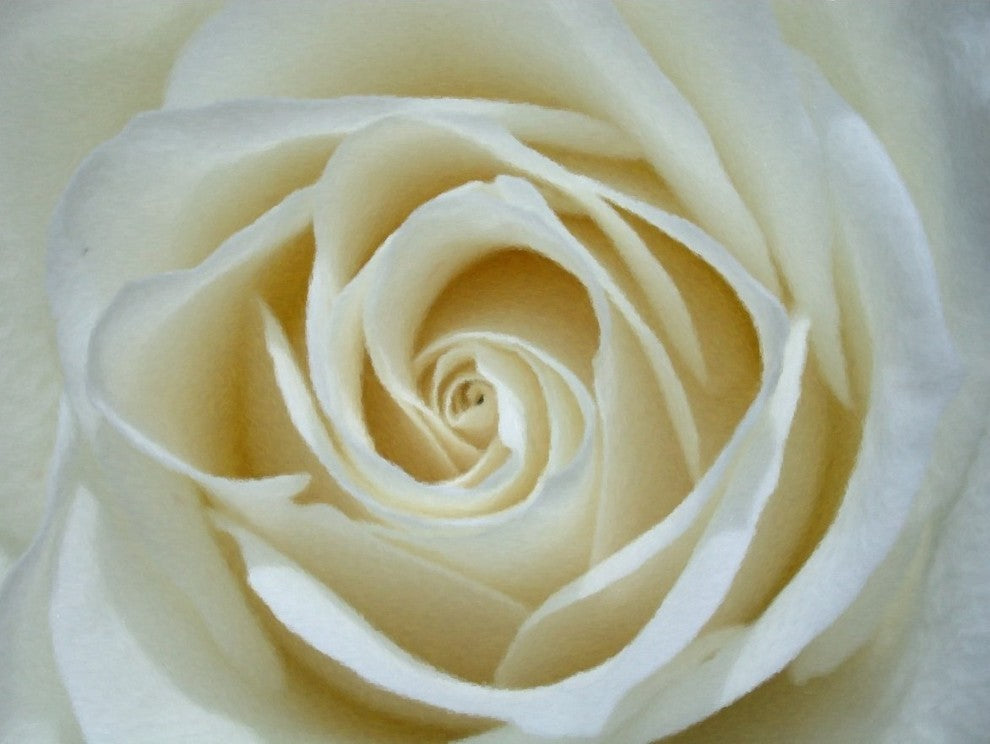 Our Original Collection White Rose Detail, 21"x28" Wall Decal