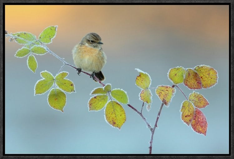 "Winter Colors" Framed Canvas Giclee by Andres Miguel Dominguez, 19x13"