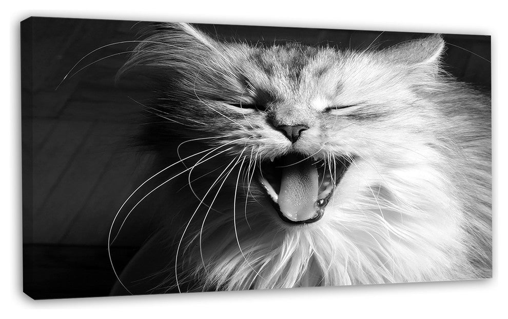 Yawning White Cat, Animal Canvas Art Print, 32"x16"