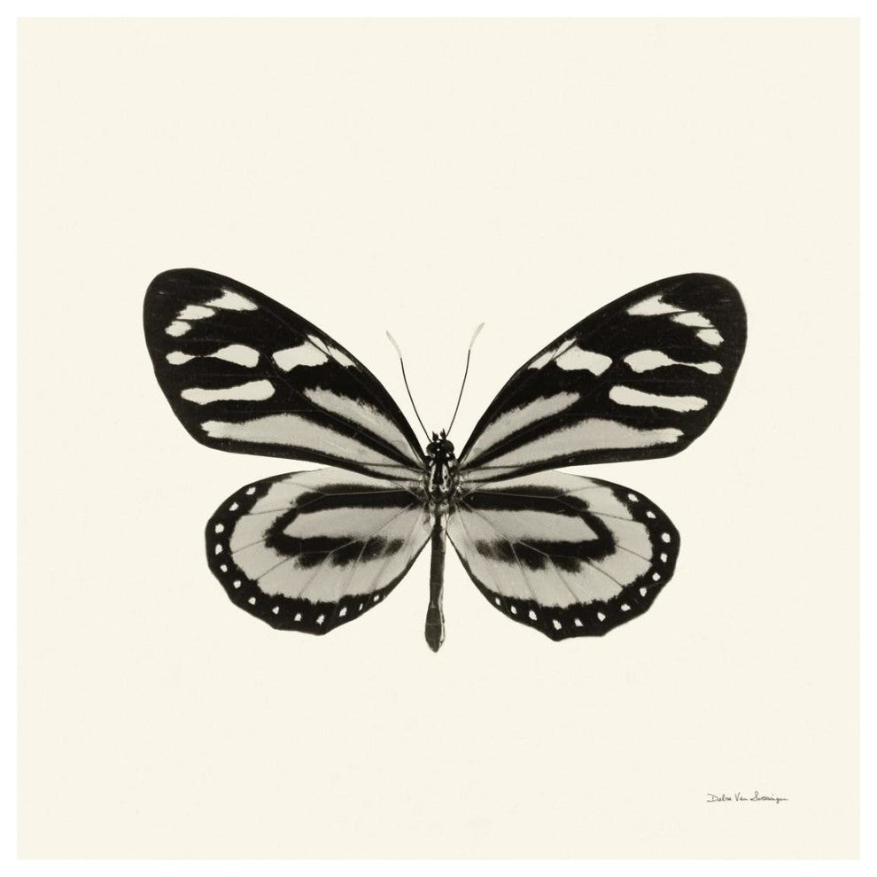 "Butterfly VIII - BW" Digital Paper Print by Debra Van Swearingen, 26"x26"