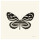 "Butterfly VIII - BW" Digital Paper Print by Debra Van Swearingen, 26"x26"