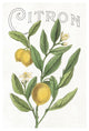 "Classic Citrus V v2" Digital Paper Print by Sue Schlabach, 18"x26"
