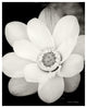 "Lotus Flower III" Digital Paper Print by Debra Van Swearingen, 30"x37"