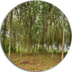 Rubber Tree Plantation During Midday, Landscape Round Wall Art, 11"