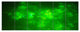 Bright Green Fractal Sky with Stars, Abstract Canvas Print, 70"x28", 6 Panels