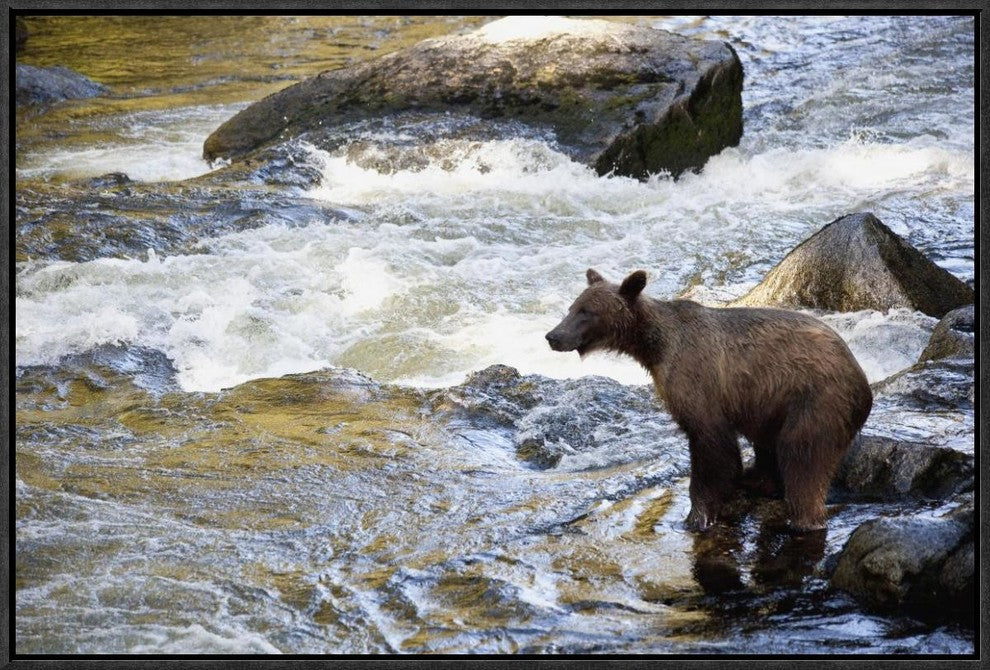 Grizzly Bear Fishing Along Anan Creek, Tongass National Forest, Alaska, 24"x16"