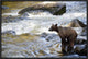 Grizzly Bear Fishing Along Anan Creek, Tongass National Forest, Alaska, 24"x16"