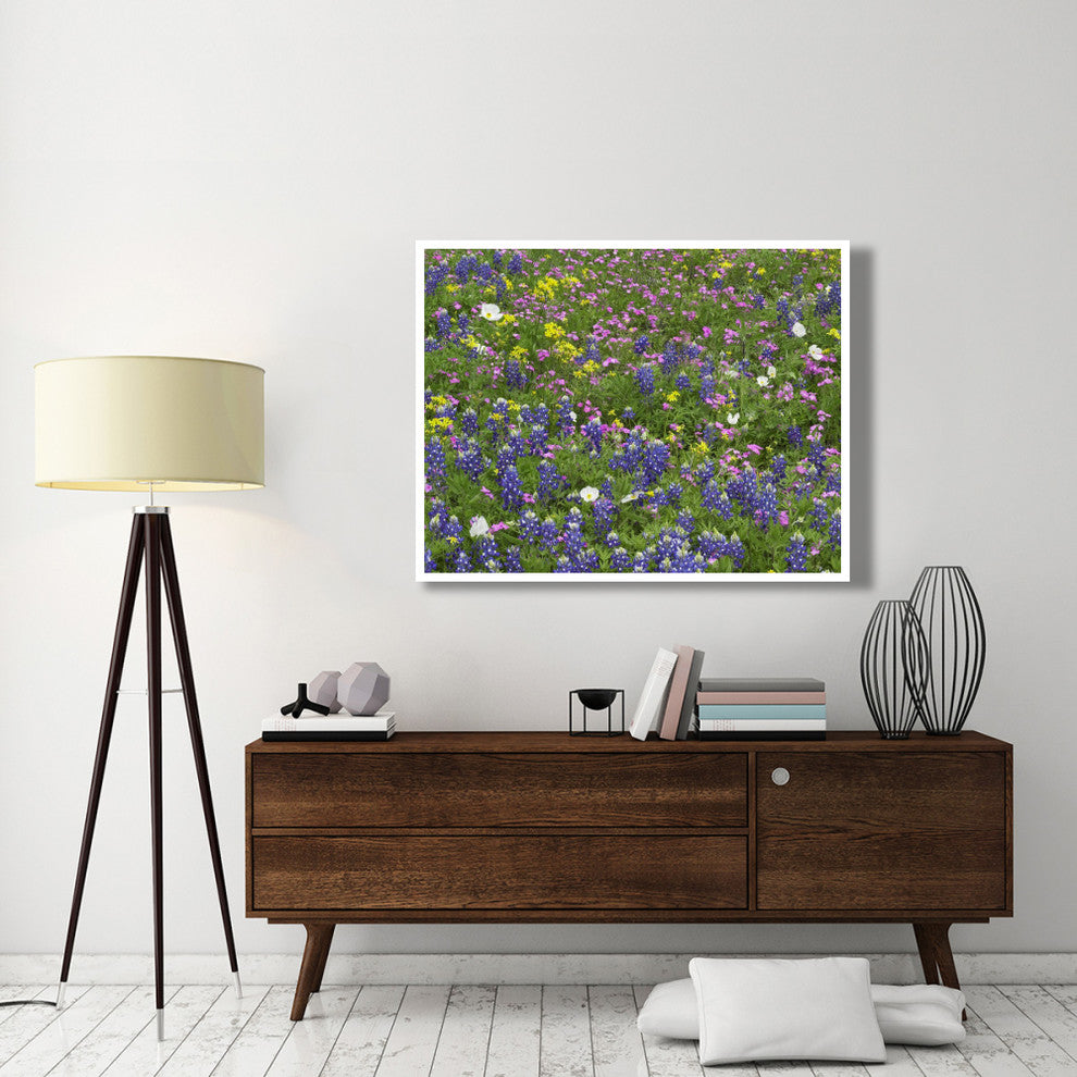 "Sand Bluebonnet flowers, Hill Country, Texas" Print by Tim Fitzharris, 50"x38"