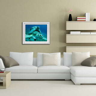 Ready2hangart Christopher Doherty Photography 'Turtle' Canvas Wall Art