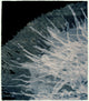 Dandelion B Signature Rug, 6' Round