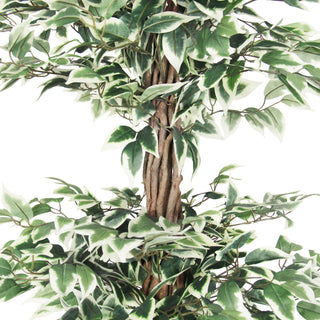 Close-up of leaves and trunk on white background.