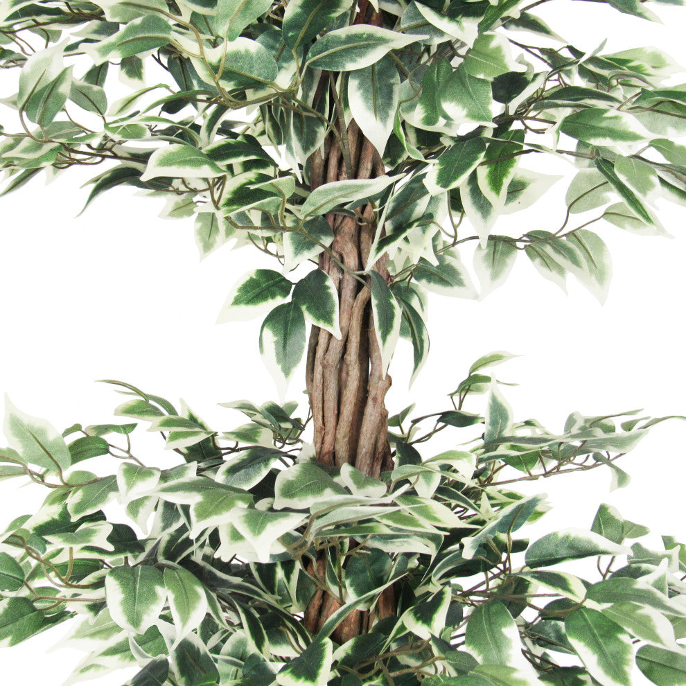Close-up of leaves and trunk on white background.