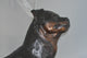 Rottweiler Dog Bronze Statue -  Size: 44"L x 10"W x 36"H.
