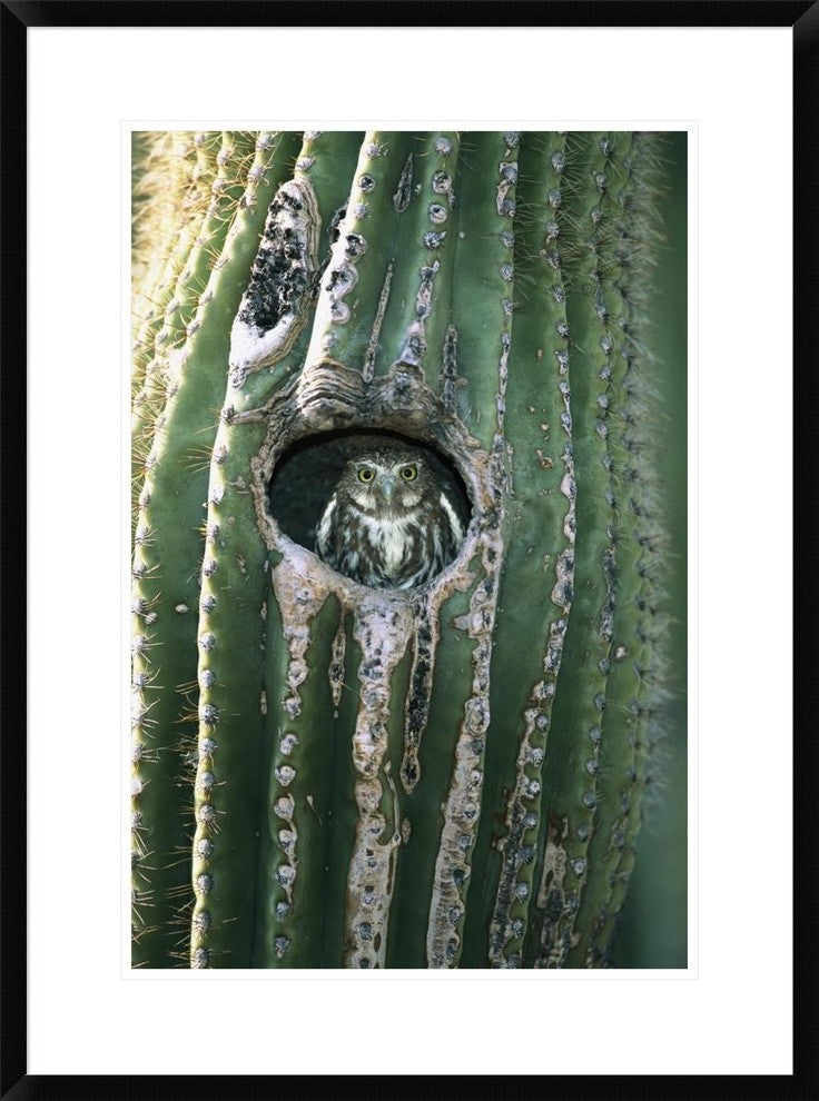 Ferruginous Pygmy Owl In Saguaro Cactus, Altar Valley, Arizona, 22"x30"