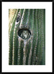Ferruginous Pygmy Owl In Saguaro Cactus, Altar Valley, Arizona, 22"x30"