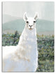 White Llama, Pasture 30"x40" Canvas Wall Art