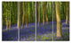 Bluebell Woods in Oxfordshire, Landscape Canvas Art Print, 48"x28", 4 Panels