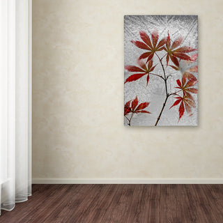 Secundino Losada 'Red Maple' Canvas Art, 16x24