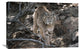 "Bobcat adult portrait, Montana" Canvas Giclee by Tim Fitzharris, 30"x20"