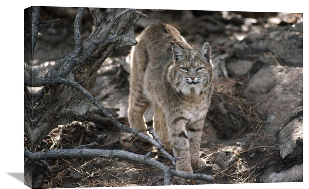 "Bobcat adult portrait, Montana" Canvas Giclee by Tim Fitzharris, 30"x20"