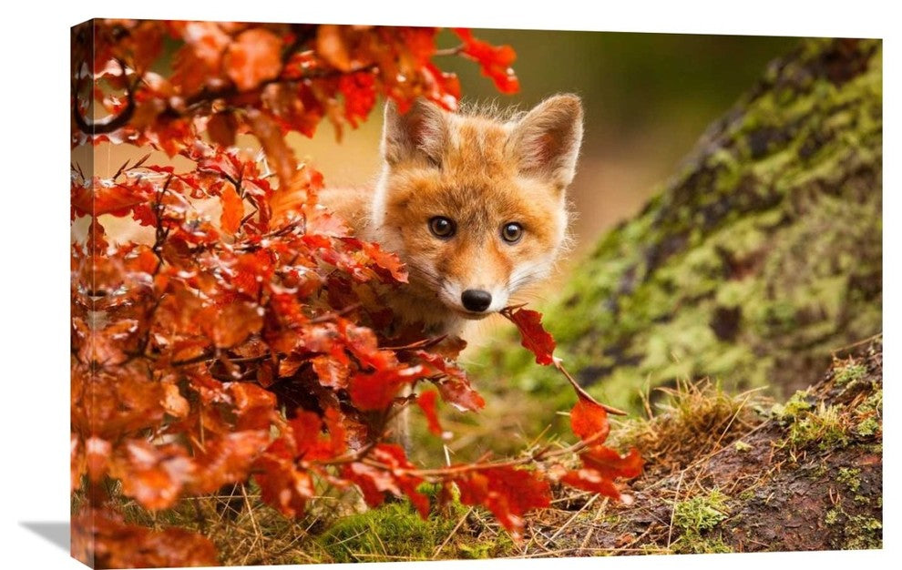 "Fox" Stretched Canvas Giclee by Robert Adamec, 30"x20"
