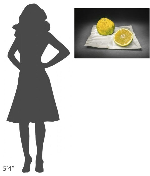 "Citrus" Stretched Canvas Giclee by Christophe Verot, 30"x20"