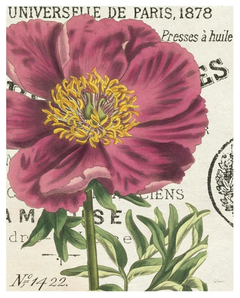 "Peony Botany" Digital Paper Print by Sue Schlabach, 22"x26"