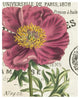 "Peony Botany" Digital Paper Print by Sue Schlabach, 22"x26"