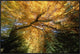 "Golden-colored autumn foliage, abstract"  by Konrad Wothe, 37x25"