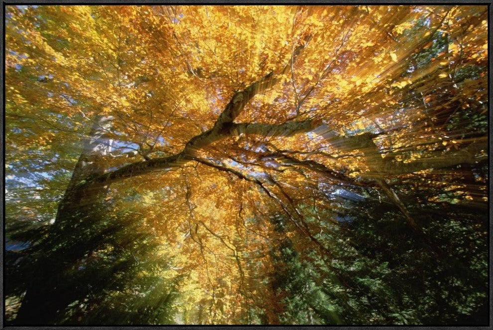 "Golden-colored autumn foliage, abstract"  by Konrad Wothe, 37x25"