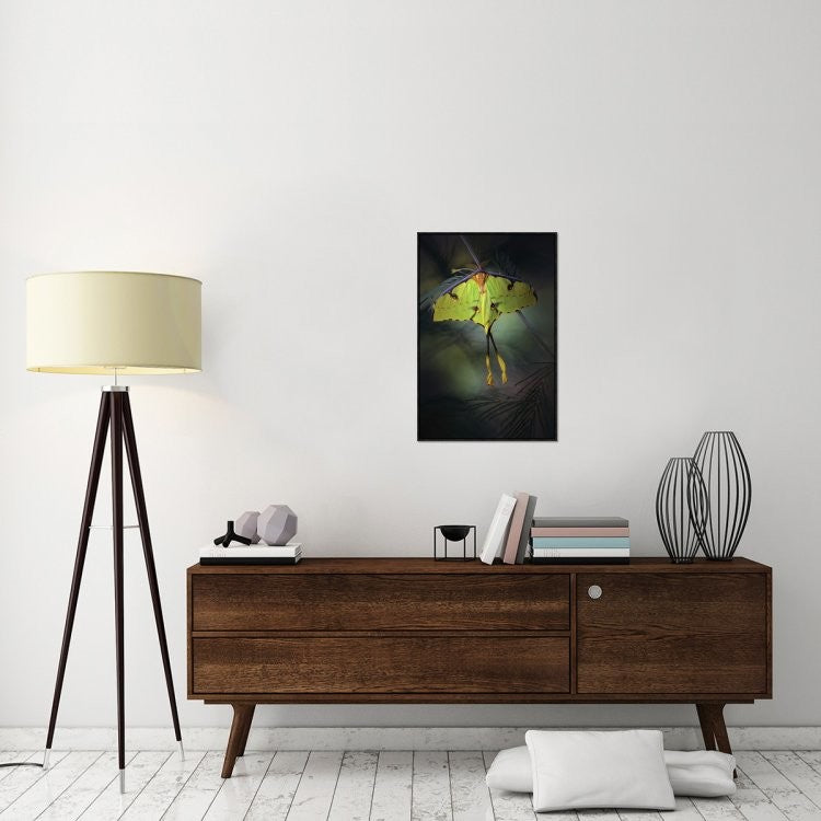 Moon Moth, 20"x30"