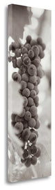 "Grapes Pano - 2" By Alan Blaustein, Giclee Print on Gallery Wrap Canvas