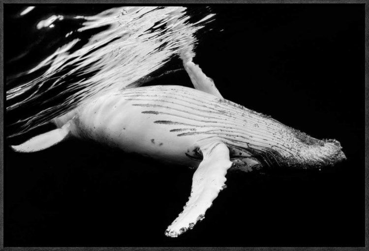 "Black and Whale" Framed Canvas Giclee by Barathieu Gabriel, 23x16"
