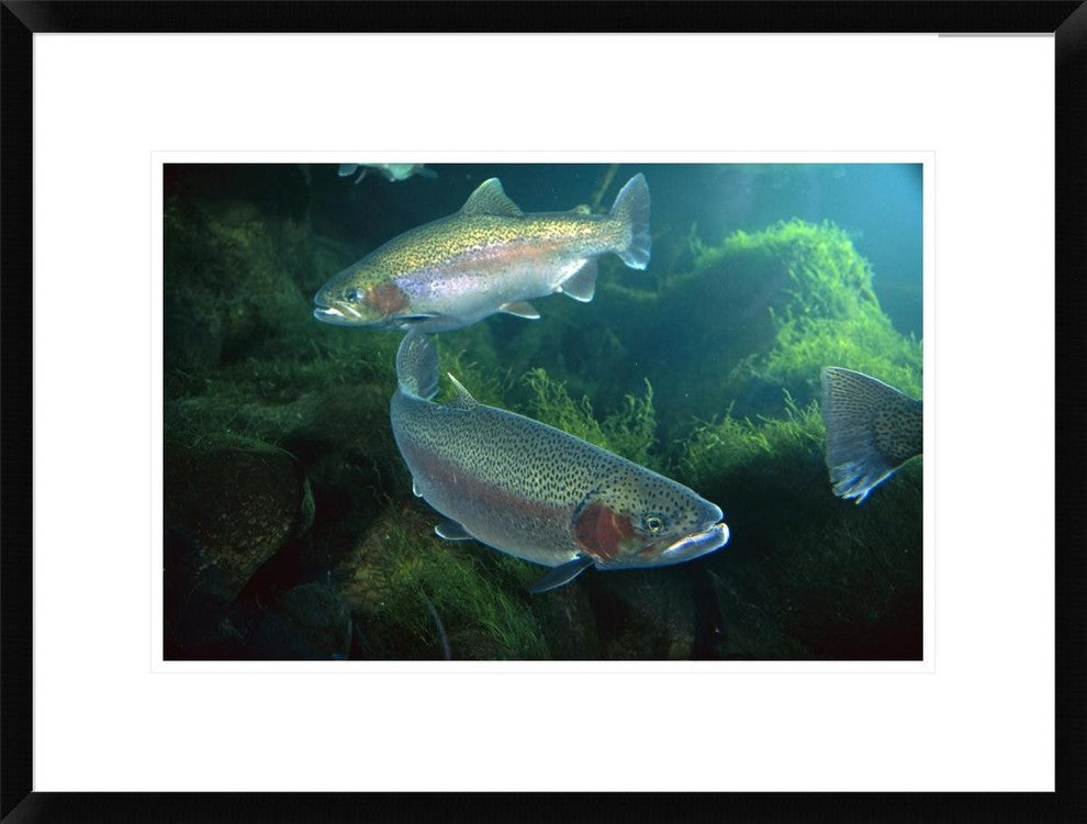 "Rainbow Trout pair underwater in Utah" Framed Print by Michael Durham, 26"x20"