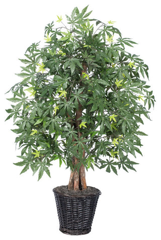 Full plant in pot on a uniform white background; front-facing product shot with no text or diagrams.