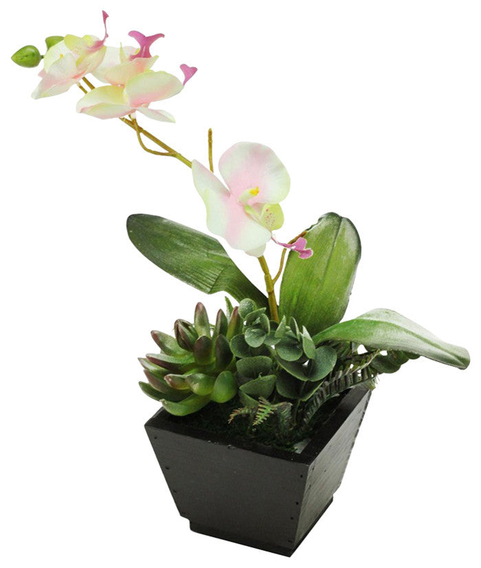 Full product on white background; front-facing view showing the orchid with succulent arrangement in a square black pot; no text or overlays.