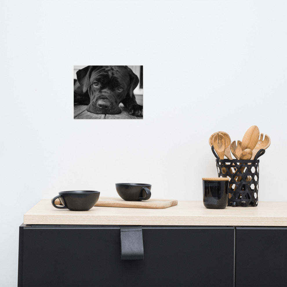 Black Cane Corso on Porch Black & White Dog Photograph Unframed Wall Art Print, 8" X 10"