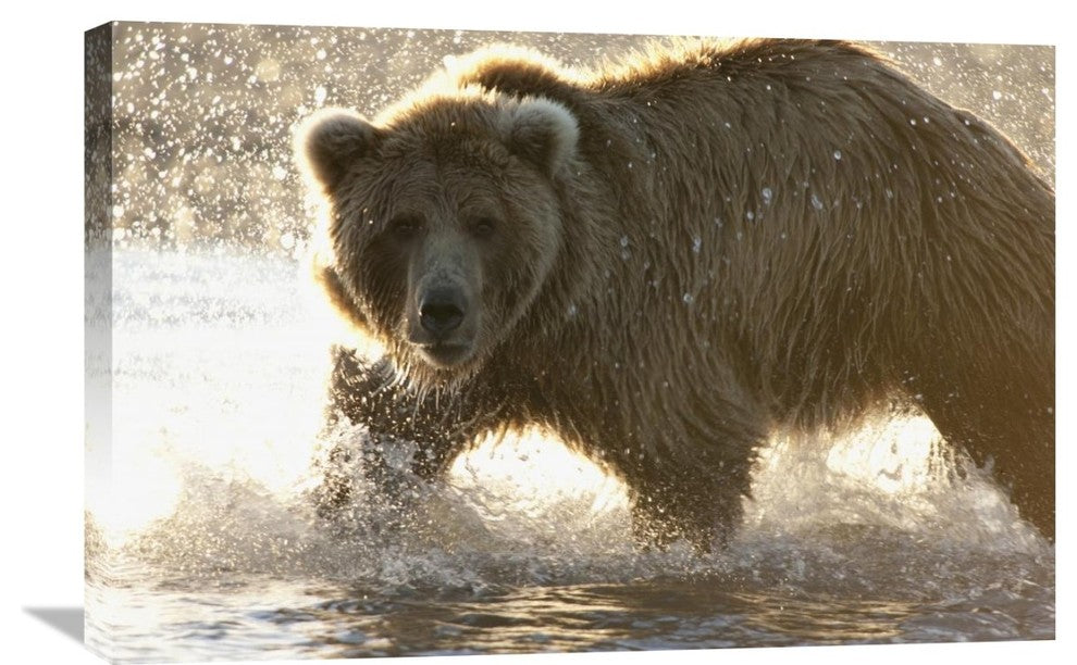 "Grizzly Bear Foraging For Salmon, Katmai National Park, Alaska" Artwork