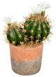 Vickerman FH192109 9" Artificial Green Cactus in Clay Pot.