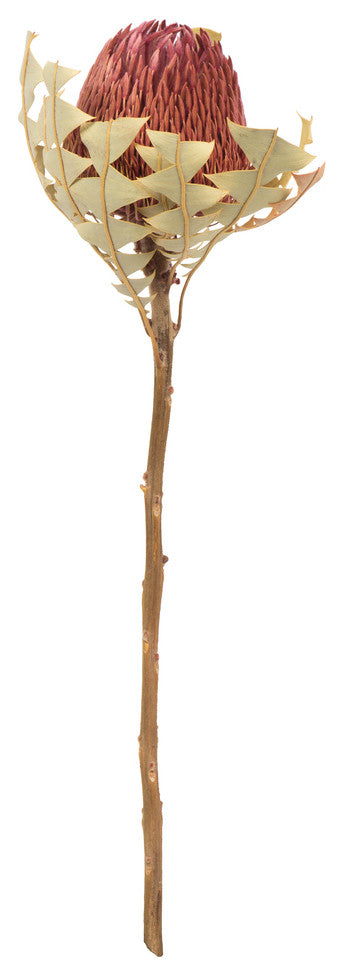 Vickerman 12" Natural Baxteri, Banksia Flower With Stem, Dried