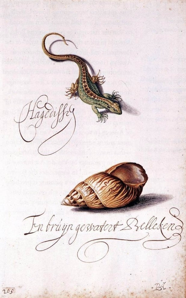 Balthasar Van der Ast Lizard and Shell, 18"x27" Wall Decal