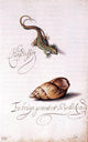 Balthasar Van der Ast Lizard and Shell, 18"x27" Wall Decal