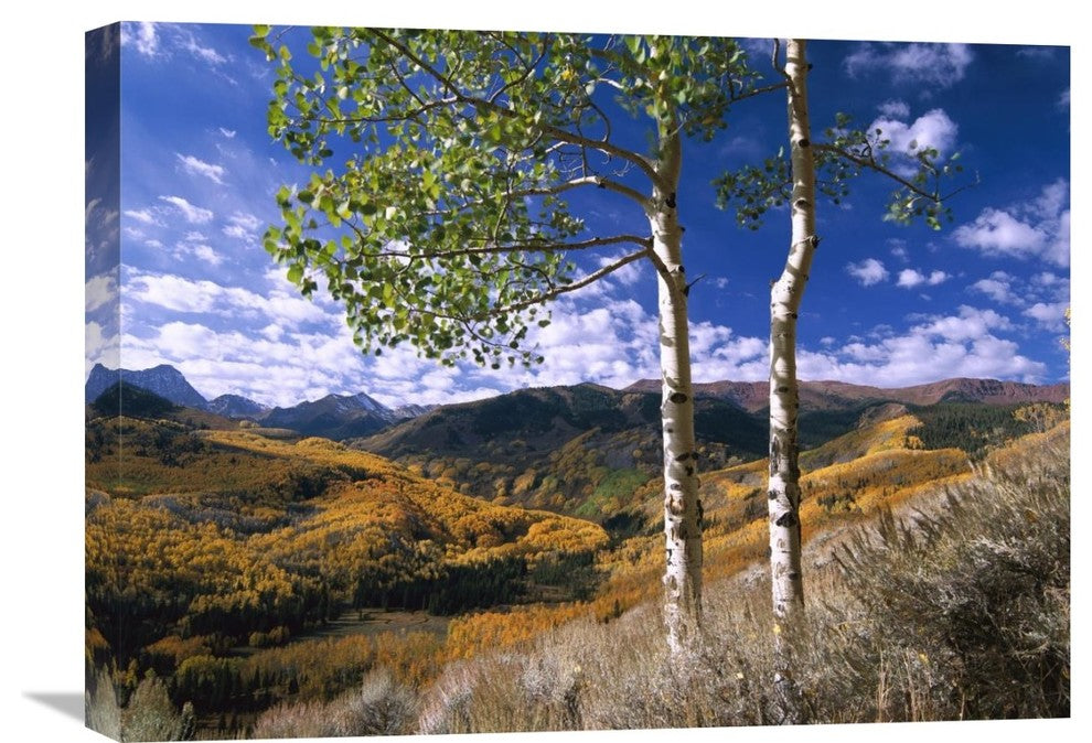 "Aspen Trees On Elk Mountains, Capitol Creek Trailhead, Colorado" Artwork