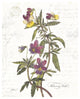 "February Violet on White" Digital Paper Print by Katie Pertiet, 30"x37"