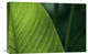 "Leaf with water drops, Barro Colorado Island, Panama" Canvas Giclee, 24"x16"
