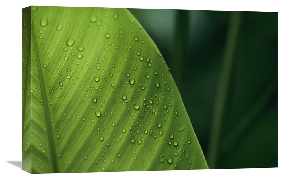 "Leaf with water drops, Barro Colorado Island, Panama" Canvas Giclee, 24"x16"